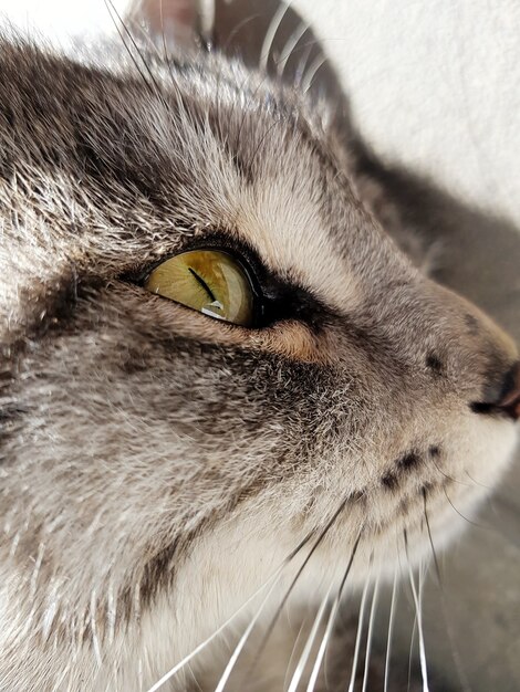 Closeup shot of the head of a grey cat