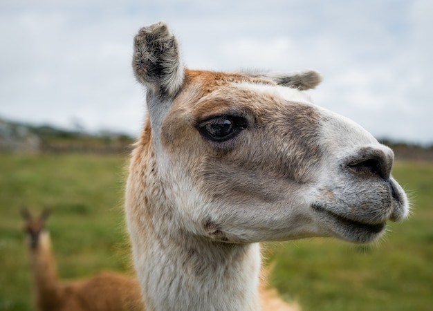 Free photo closeup shot of the head of a llama