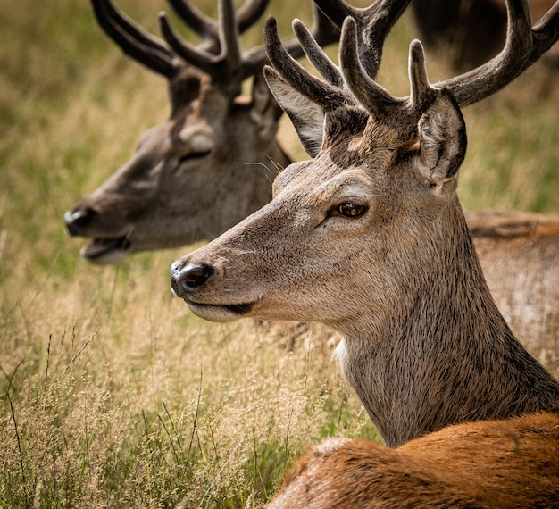 Closeup shot of the head of a male elk next to another one