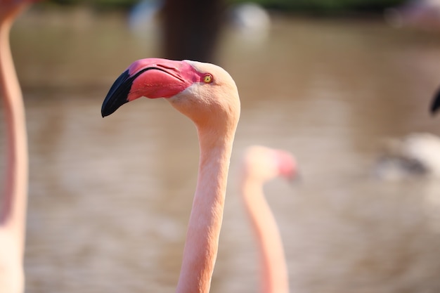 Free Photo closeup shot of the head of a pink flamingo in front of the water