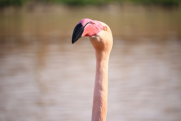 Free Photo closeup shot of the head of a pink flamingo in front of the water