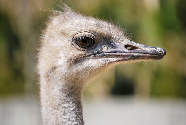 Free photo closeup shot of the head of a white ostrich