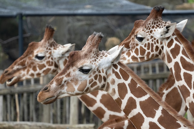 Free photo closeup shot of the heads of three giraffes next to each other