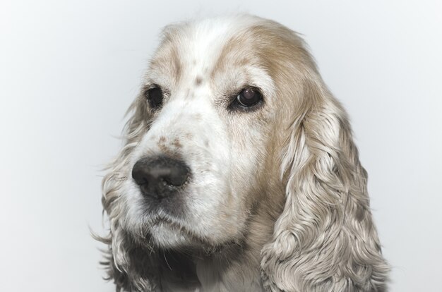 Closeup shot of a headshot of a cute Cocker Spaniel dog