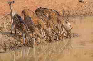 Free photo closeup shot of a herd of beautiful deer drinking water from the lake