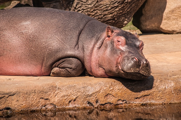 Closeup shot of hippopotamus lying on the ground