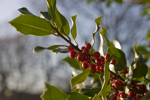 Free photo closeup shot of a holly branch with leaves