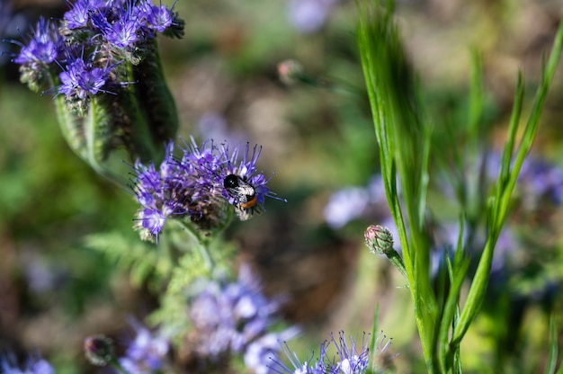 Closeup shot of a honeybee on a beautiful purple pennyroyal flowers