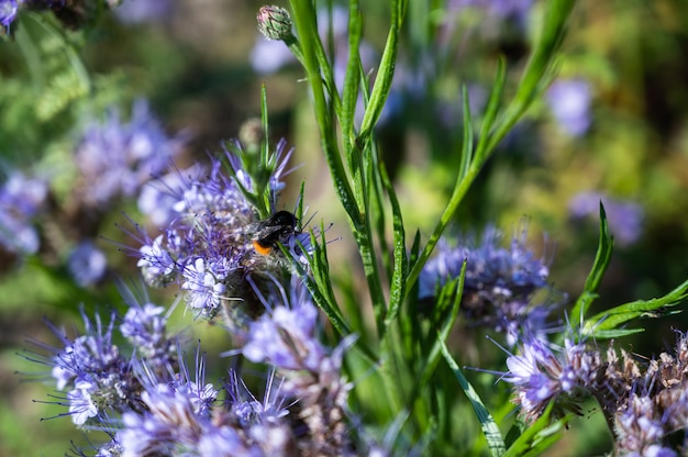 Closeup shot of a honeybee on a beautiful purple pennyroyal flowers