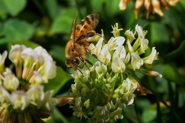 Closeup shot of a honeybee on a white lavender flower