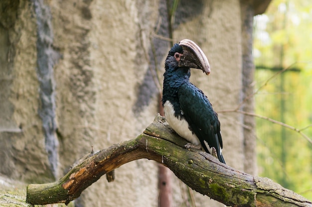 Free Photo closeup shot of a hornbill bird sitting on a branch of a tree