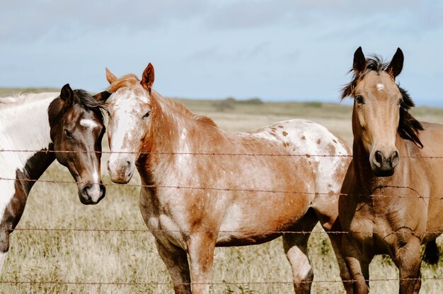 Closeup shot of horses behind a fence