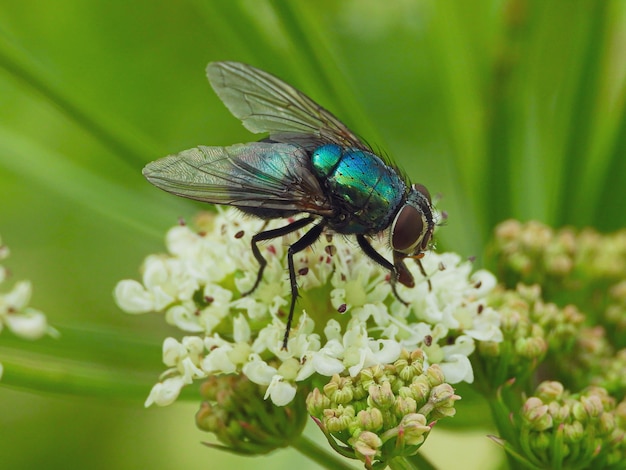 Free photo closeup shot of a housefly on a flower