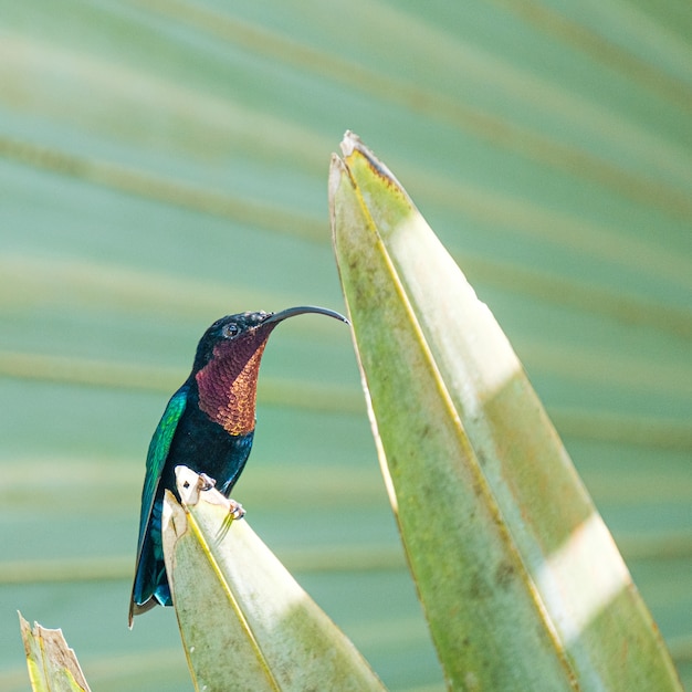 Free photo closeup shot of a hummingbird on agava, martinique