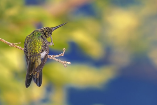 Closeup shot of a hummingbird perched on a tree branch