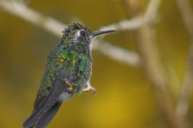 Free photo closeup shot of a hummingbird perched on a tree branch