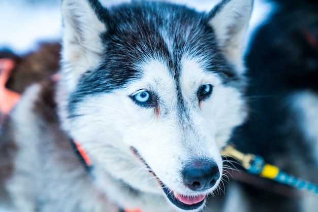 Free photo closeup shot of husky in the forest during winter