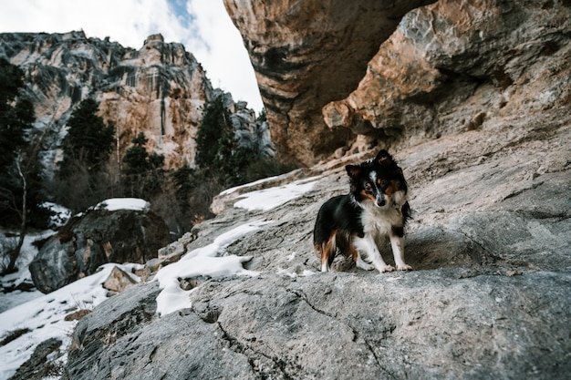 Free photo closeup shot of an icelandic sheepdog lying on the rocks in a canyon