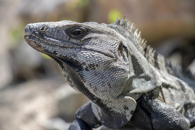 Free photo closeup shot of an iguana head