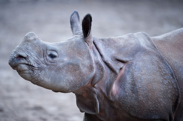 Free Photo closeup shot of an indian rhino with a blurred background