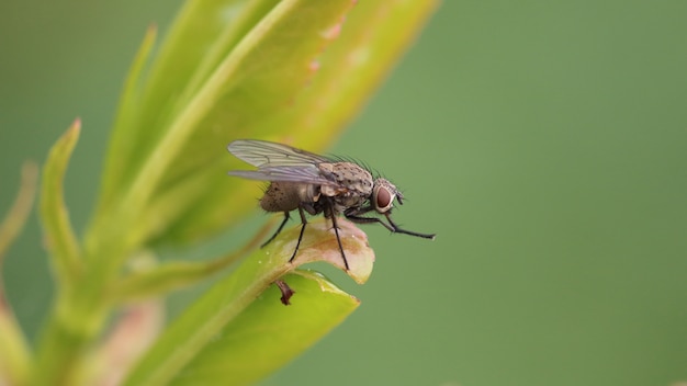 Free photo closeup shot of an insect fly resting on the leaf with a blurred space