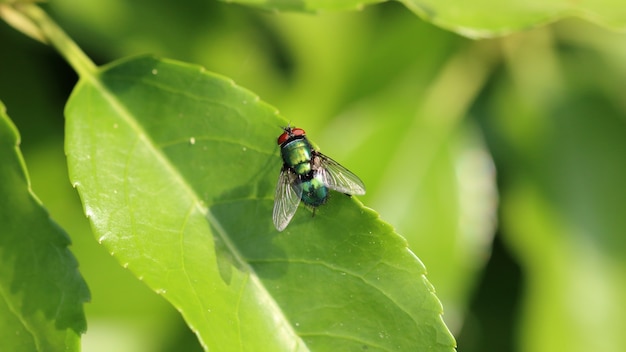 Free photo closeup shot of an insect fly resting on the leaf