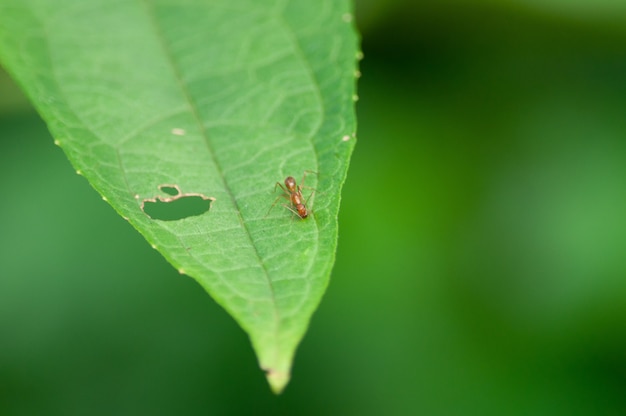 Free photo closeup shot of an insect on a green leaf damaging it