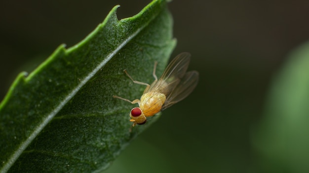 Free Photo closeup shot of an insect on a green leaf