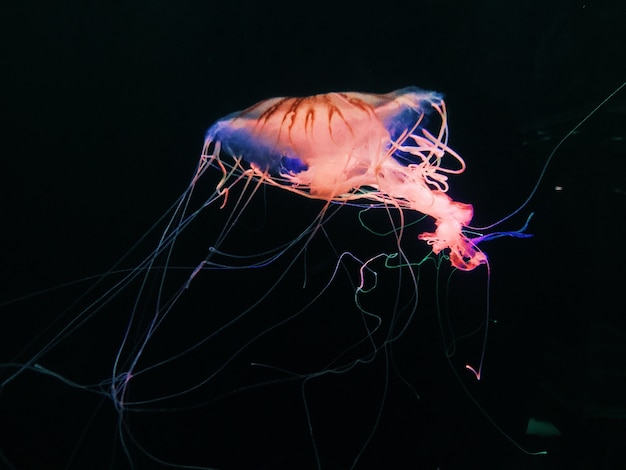 Free photo closeup shot of a jellyfish swimming in the sea