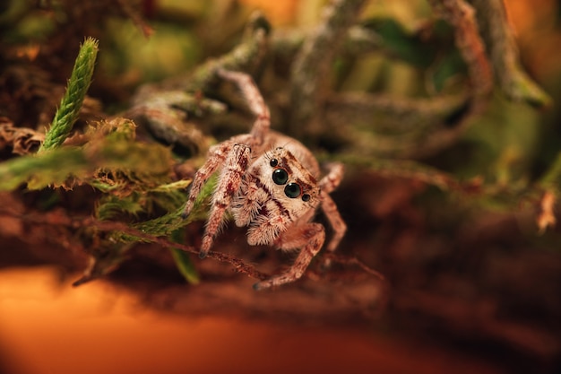 Free photo closeup shot of a jumping spider on moss