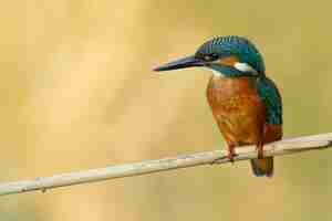 Free photo closeup shot of a  kingfisher perching on a tree branch with a blurred scene