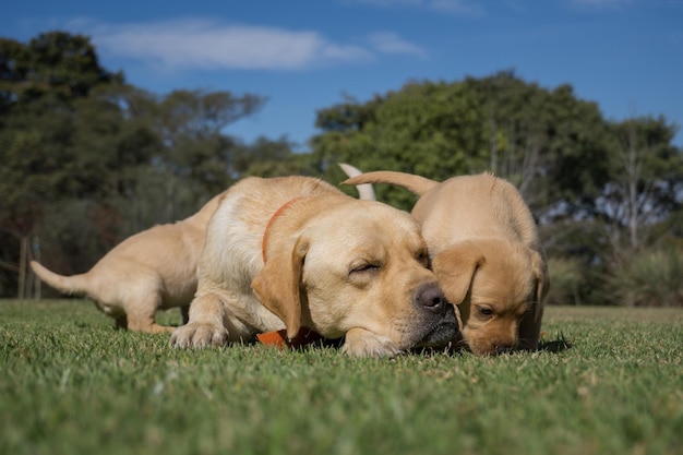 Free photo closeup shot of labrador retriever puppies and mother on a green grass