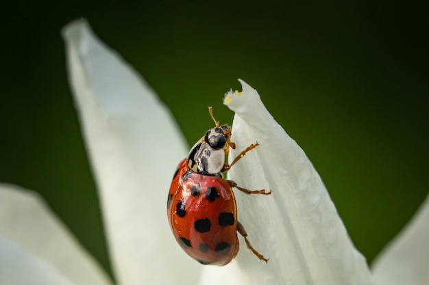 Free photo closeup shot of a ladybird sitting on the petal of a flower