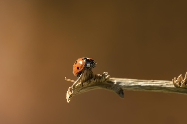 Free Photo closeup shot of a ladybug sitting on tree branch