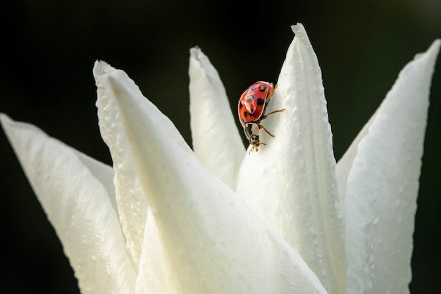 Free Photo closeup shot of a ladybug on a white petal