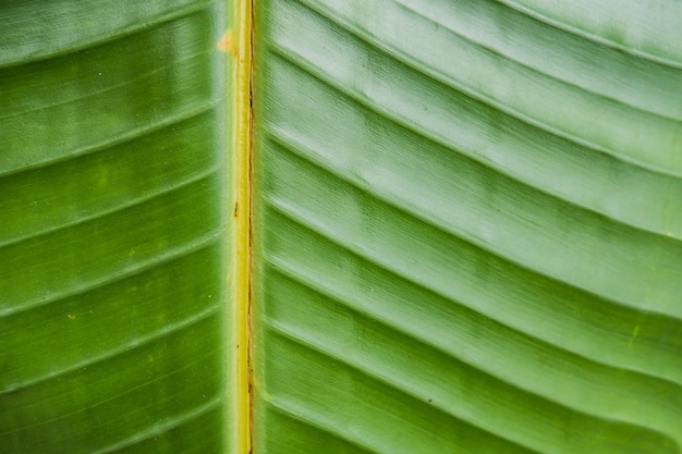 Free photo closeup shot of a large beautiful wet green leaf