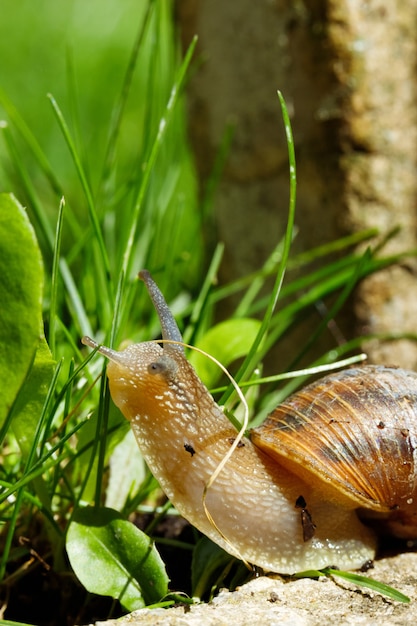 Free photo closeup shot of a large slug crawling around on the ground