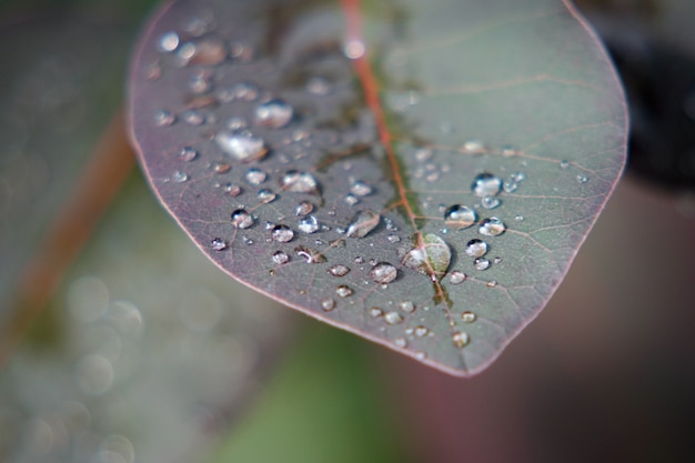 Free photo closeup shot of leaves covered with dewdrops