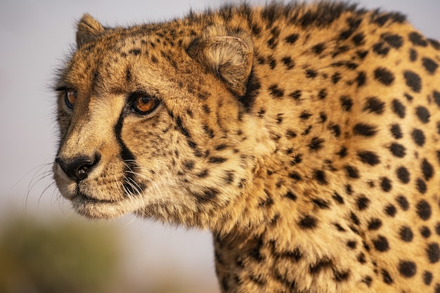 Free photo closeup shot of a leopard in south africa