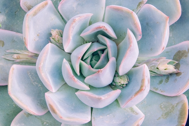 Free photo closeup shot of the light blue colored echeveria elegants