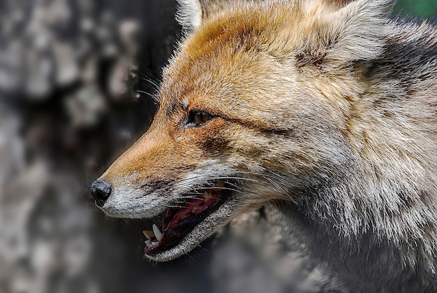 Free Photo closeup shot of a light brown fox during daytime