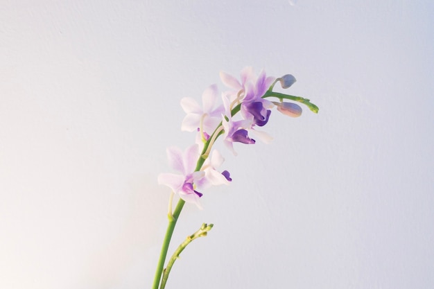 Free photo closeup shot of a light purple flower