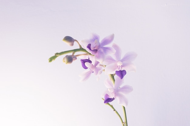 Closeup shot of a light purple flower