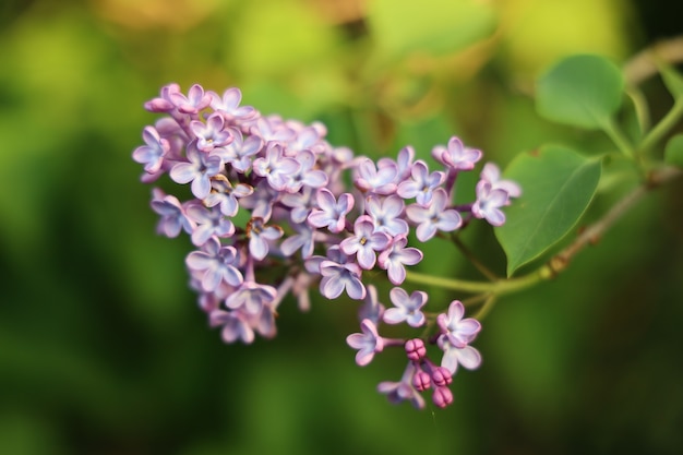 Free photo closeup shot of a lilac flower with a blurry background