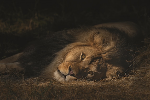 Free Photo closeup shot of a lion laying on a dry grassy field