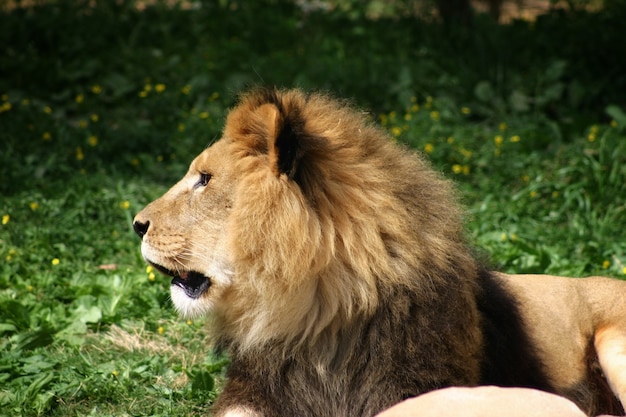 Free Photo closeup shot of a lion laying on the ground while looking aside