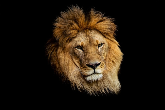 Free photo closeup shot of lion's face isolated on dark