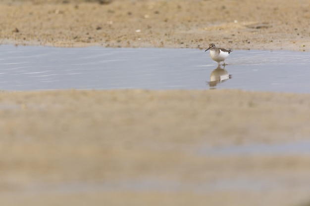 Closeup shot of a little brown bird walking in a water