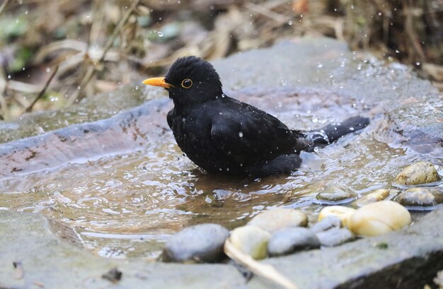 Closeup shot of a little common blackbird swimming in the puddle