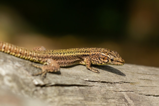 Free photo closeup shot of a lizard on a rock